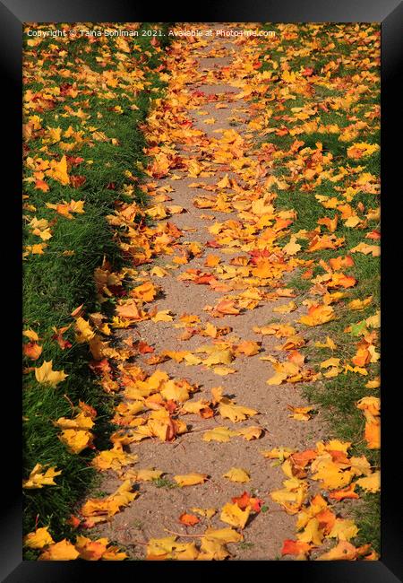 Footpath with Fallen Leaves Framed Print by Taina Sohlman