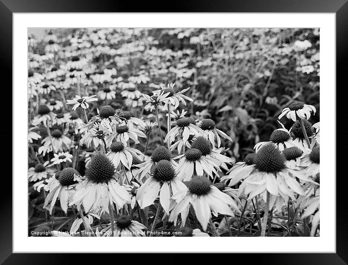 Field of Coneflowers Framed Mounted Print by Kathleen Stephens