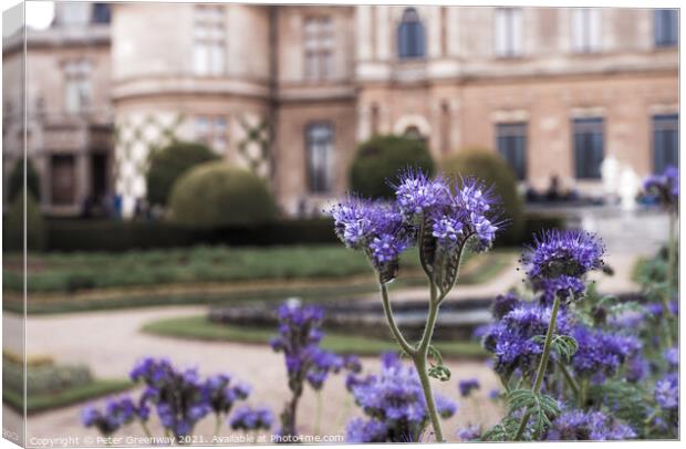 Thistles In Bloom On The Parterre At Waddesdon Manor Canvas Print by Peter Greenway