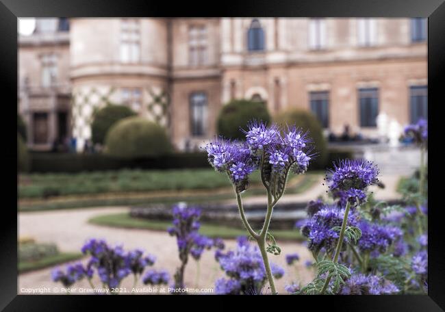 Thistles In Bloom On The Parterre At Waddesdon Manor Framed Print by Peter Greenway