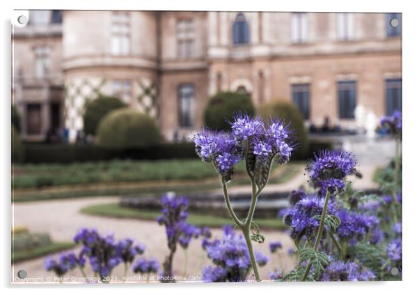 Thistles In Bloom On The Parterre At Waddesdon Manor Acrylic by Peter Greenway