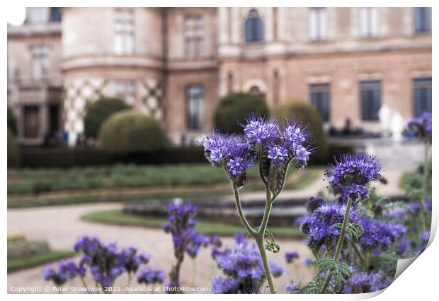 Thistles In Bloom On The Parterre At Waddesdon Manor Print by Peter Greenway