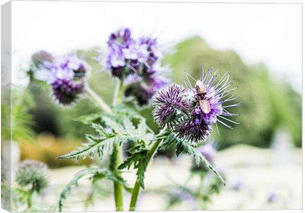 Thistles In Bloom On The Parterre At Waddesdon Manor Canvas Print by Peter Greenway