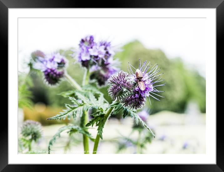 Thistles In Bloom On The Parterre At Waddesdon Manor Framed Mounted Print by Peter Greenway