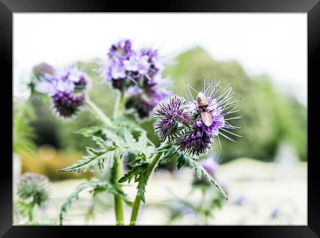Thistles In Bloom On The Parterre At Waddesdon Manor Framed Print by Peter Greenway