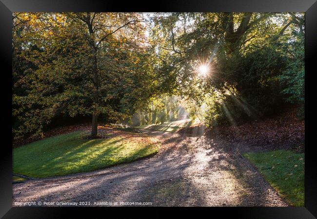 Sun Shining Through Autumn Trees On The Waddesdon Estate Framed Print by Peter Greenway
