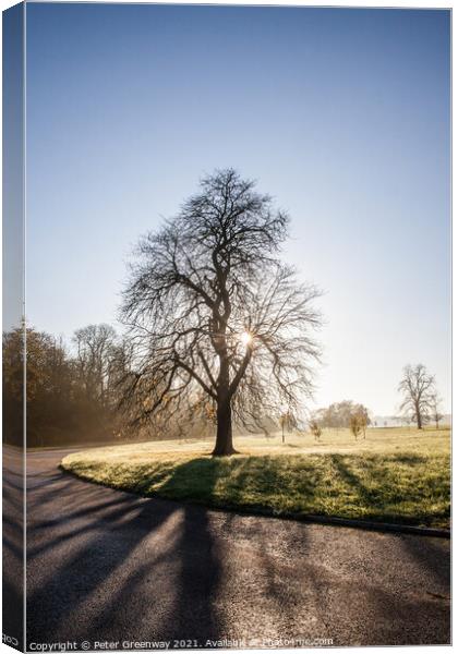 Bare Tree On The Waddesdon Manor Estate On A Misty Winters Morning Canvas Print by Peter Greenway