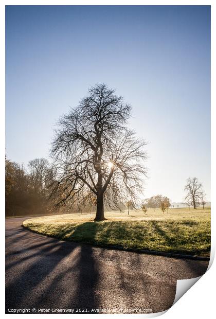 Bare Tree On The Waddesdon Manor Estate On A Misty Winters Morning Print by Peter Greenway