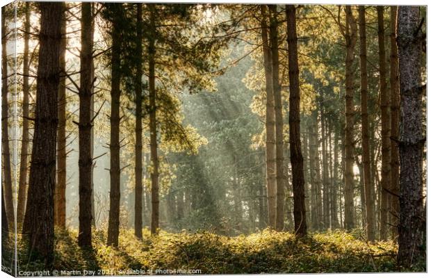 Enchanting Sunrays in the Misty Woodland Canvas Print by Martin Day