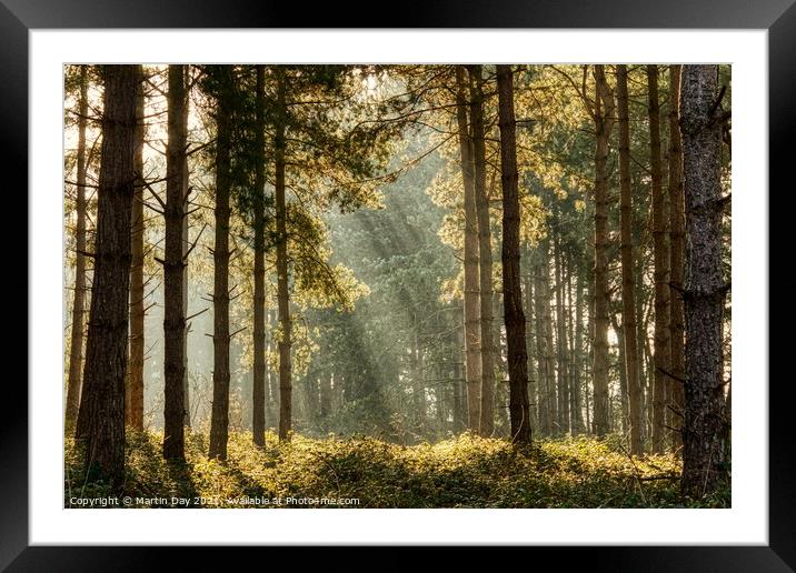 Enchanting Sunrays in the Misty Woodland Framed Mounted Print by Martin Day