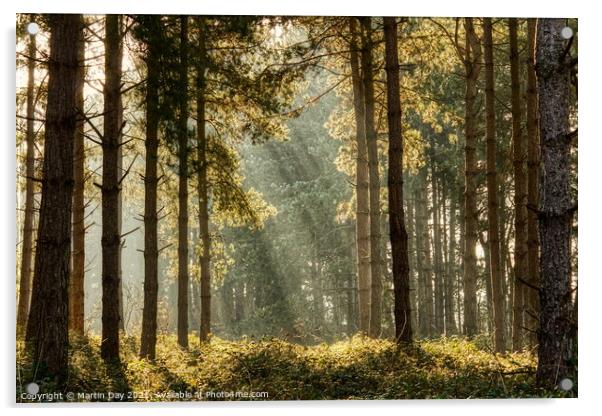 Enchanting Sunrays in the Misty Woodland Acrylic by Martin Day