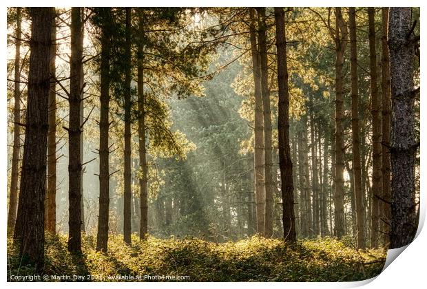 Enchanting Sunrays in the Misty Woodland Print by Martin Day