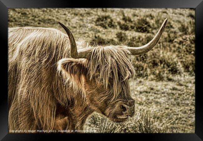 Brown Highland Cow in Abstract Charcoal Framed Print by Roger Mechan