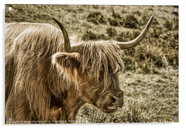 Brown Highland Cow in Abstract Charcoal Acrylic by Roger Mechan
