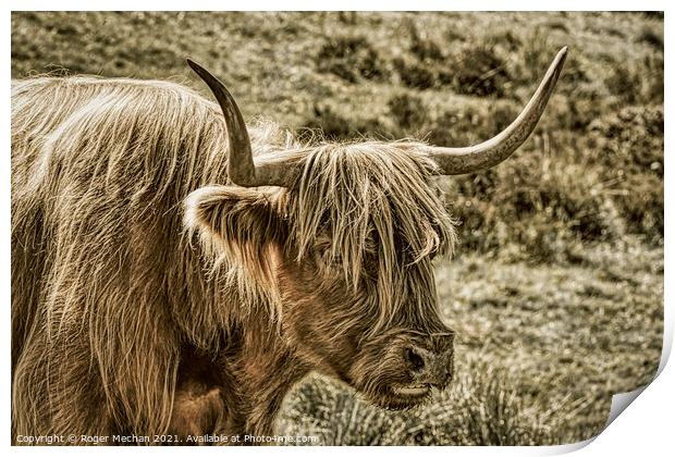 Brown Highland Cow in Abstract Charcoal Print by Roger Mechan