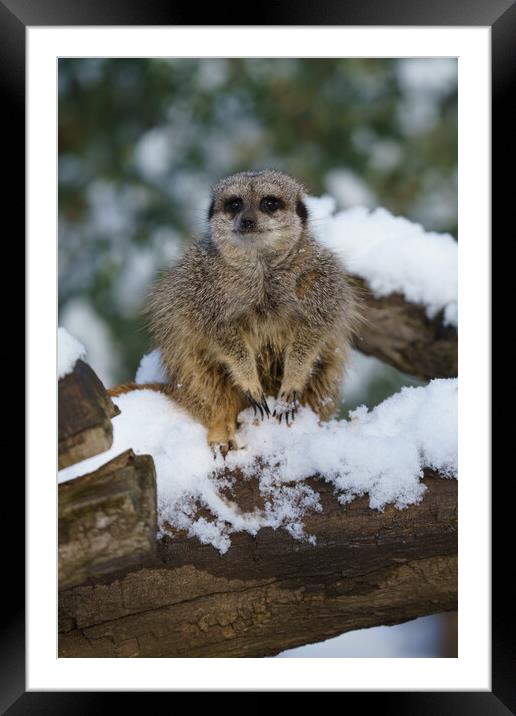 Meerkat In The Snow Framed Mounted Print by rawshutterbug 