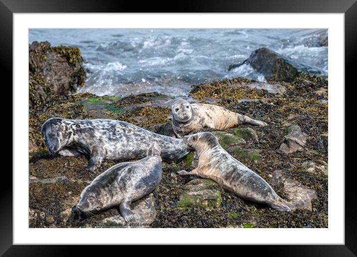 Grey Seals resting on the rocks Framed Mounted Print by Marcia Reay