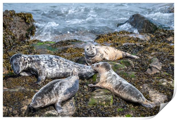 Grey Seals resting on the rocks Print by Marcia Reay