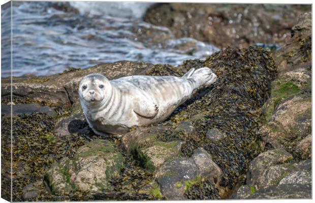 Grey seal pup watching me Canvas Print by Marcia Reay