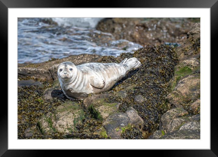 Grey seal pup watching me Framed Mounted Print by Marcia Reay