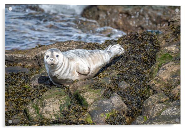 Grey seal pup watching me Acrylic by Marcia Reay