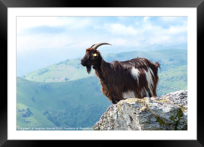 Pyrenean goat France Framed Mounted Print by Stephen Rennie