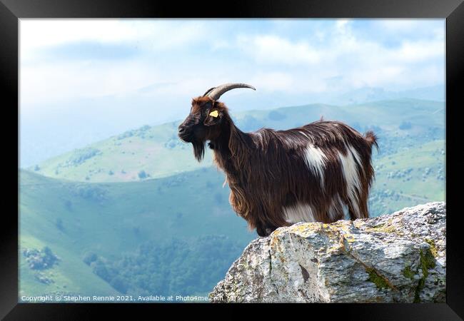 Pyrenean goat France Framed Print by Stephen Rennie