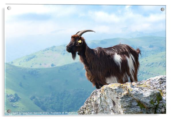 Pyrenean goat France Acrylic by Stephen Rennie
