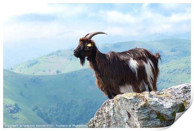 Pyrenean goat France Print by Stephen Rennie
