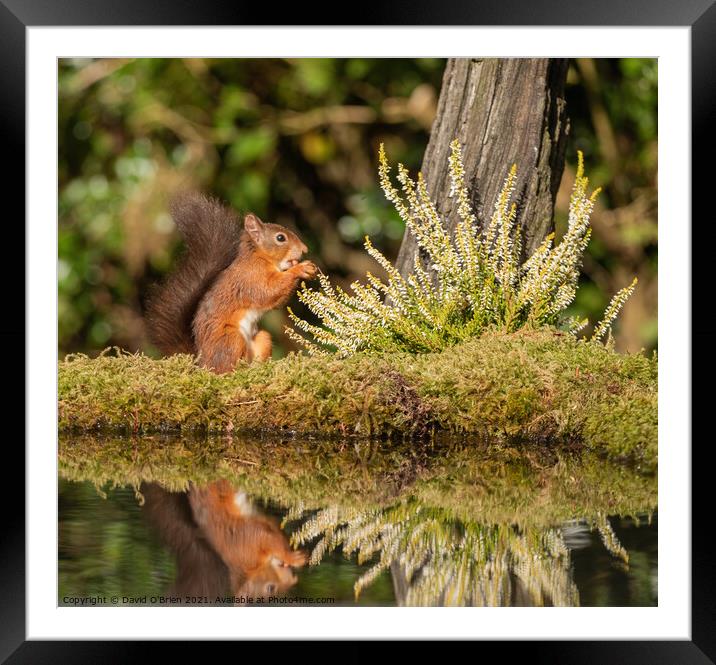 Red Squirrel Framed Mounted Print by David O'Brien