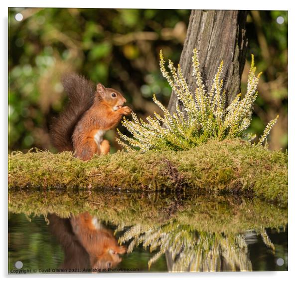 Red Squirrel Acrylic by David O'Brien