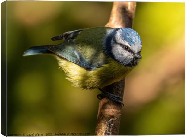 Blue tit caught in a ray of sunshine Canvas Print by David O'Brien