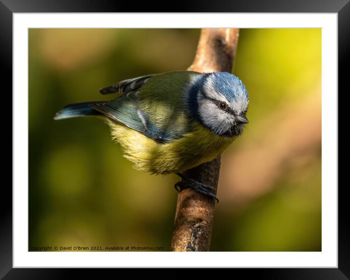 Blue tit caught in a ray of sunshine Framed Mounted Print by David O'Brien