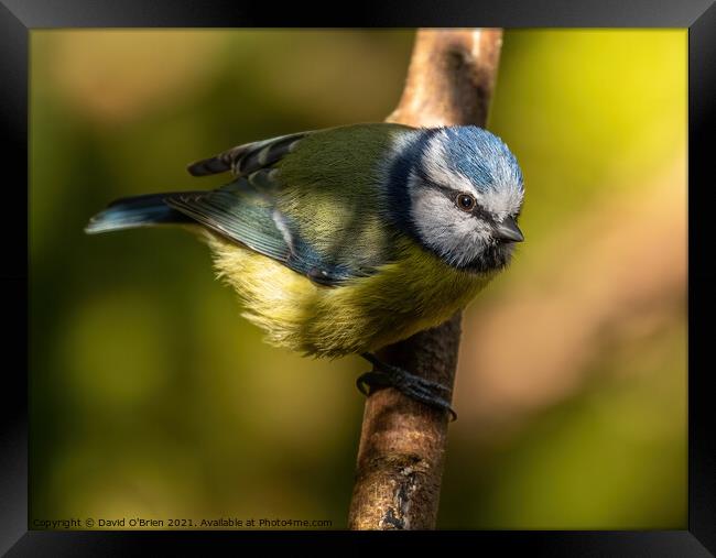 Blue tit caught in a ray of sunshine Framed Print by David O'Brien