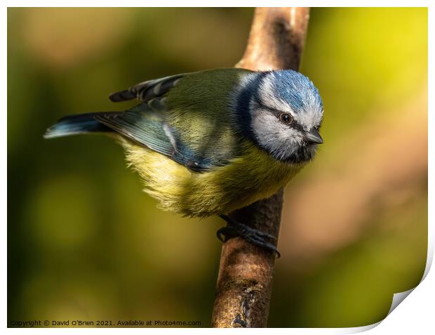 Blue tit caught in a ray of sunshine Print by David O'Brien