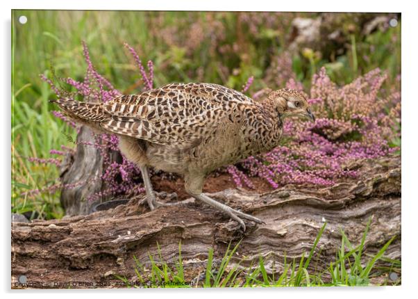 Hen Pheasant on log Acrylic by David O'Brien