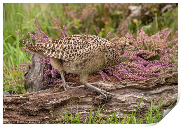 Hen Pheasant on log Print by David O'Brien