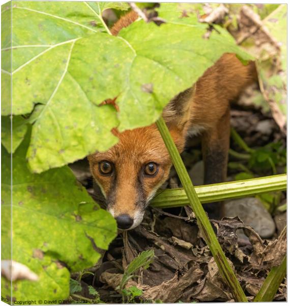 Curious and frightened fox Canvas Print by David O'Brien