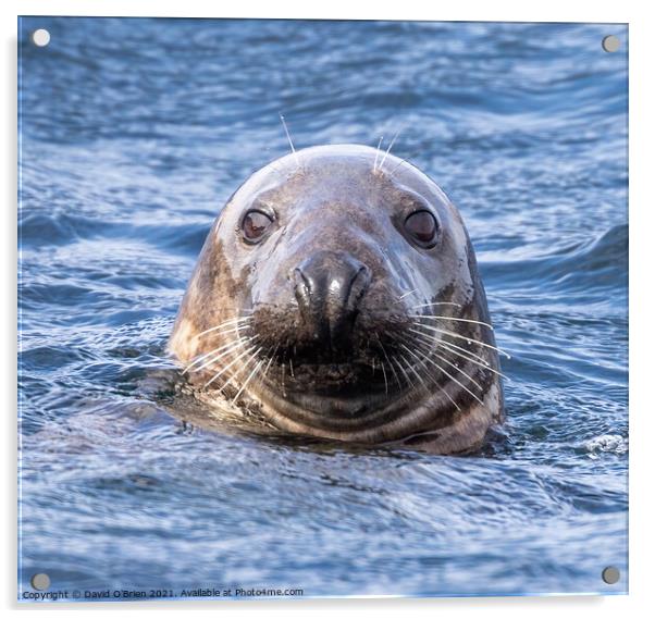 Grey seal watching Acrylic by David O'Brien