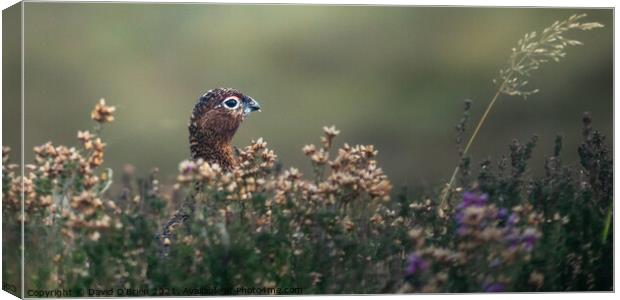 Red grouse in heather Canvas Print by David O'Brien