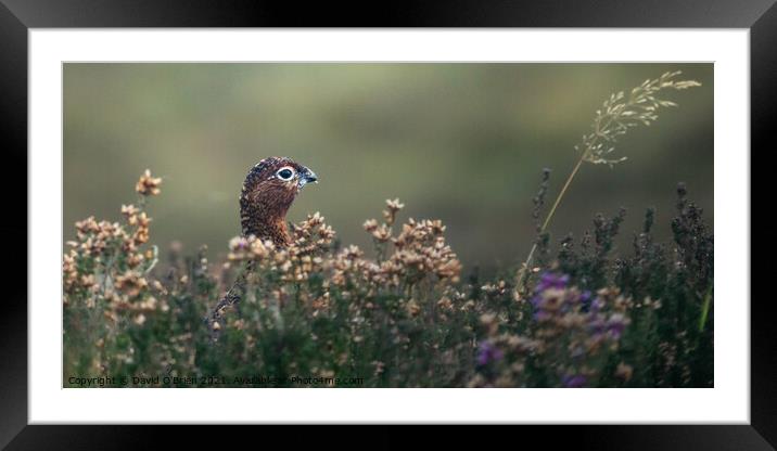 Red grouse in heather Framed Mounted Print by David O'Brien