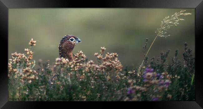 Red grouse in heather Framed Print by David O'Brien