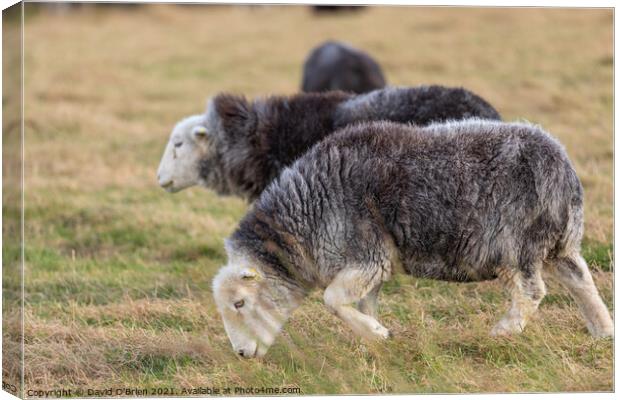 Hardwick Sheep grazing Canvas Print by David O'Brien