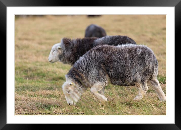 Hardwick Sheep grazing Framed Mounted Print by David O'Brien