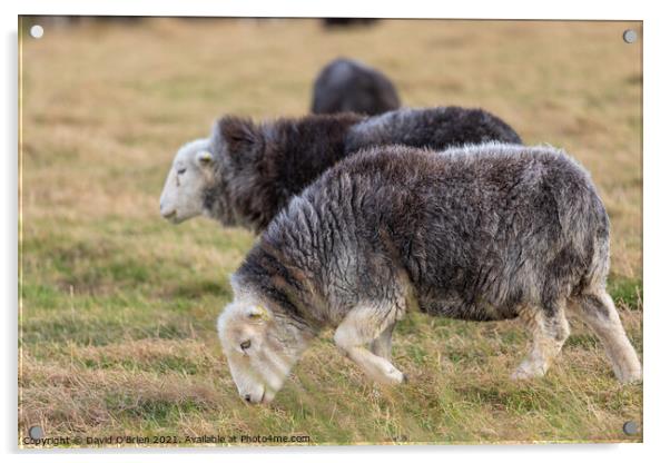 Hardwick Sheep grazing Acrylic by David O'Brien