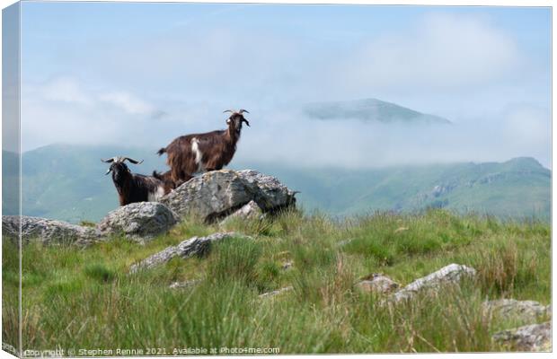 Goats in Basque country France Canvas Print by Stephen Rennie