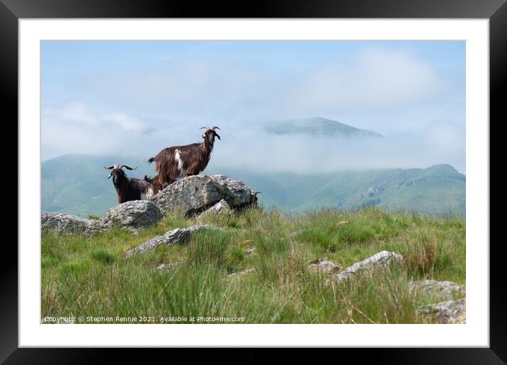 Goats in Basque country France Framed Mounted Print by Stephen Rennie