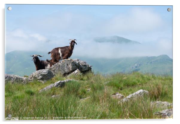 Goats in Basque country France Acrylic by Stephen Rennie