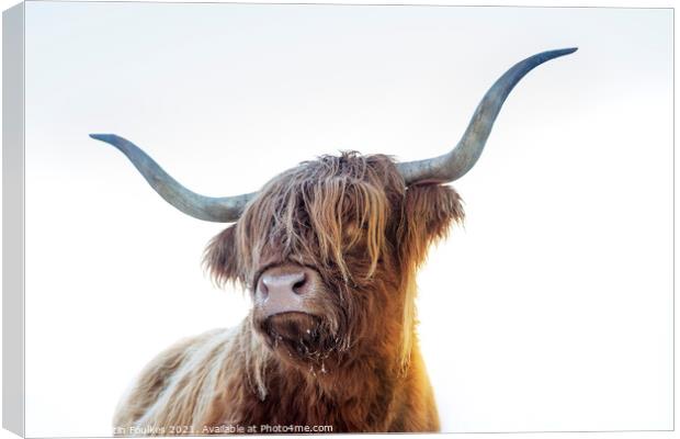 Highland cow, Scotland Canvas Print by Justin Foulkes