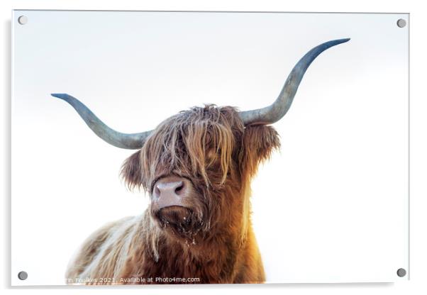 Highland cow, Scotland Acrylic by Justin Foulkes